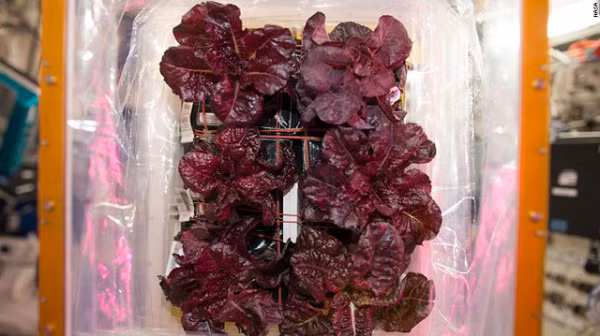 Hiện các phi hành gia đã trồng 15 loại cây khác nhau trên trạm ISS, trong đó có 8 loại cây lá xanh. Trong khi đó, NASA đã thử nghiệm hơn 100 loại cây trồng trên Trái đất, xác định loại cây nào sẽ được trồng thử nghiệm tiếp theo ngoài không gian.