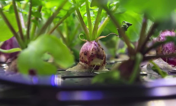 Cô cẩn thận gói từng cây trong giấy bạc và đặt vào trong kho lạnh để bảo quản cho đến khi chúng được đưa trở về Trái đất trong sứ mệnh Dịch vụ Tiếp tế Thương mại lần thứ 22 của SpaceX vào năm 2021.