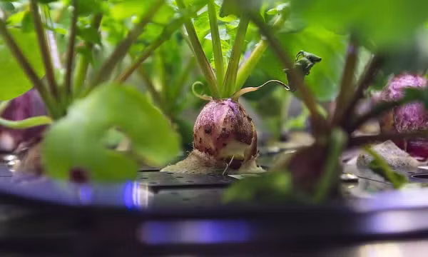 Cô cẩn thận gói từng cây trong giấy bạc và đặt vào trong kho lạnh để bảo quản cho đến khi chúng được đưa trở về Trái đất trong sứ mệnh Dịch vụ Tiếp tế Thương mại lần thứ 22 của SpaceX vào năm 2021.