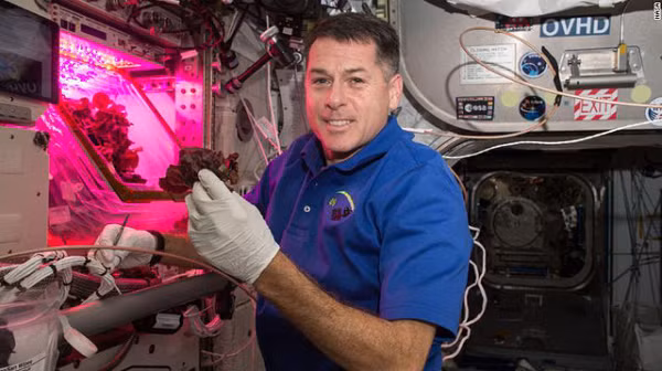 Nghiên cứu cho thấy, rau diếp trồng ngoài không gian là an toàn để ăn và có hương vị ngon. Với thời gian canh tác ngắn, củ cải có lợi thế tiềm năng như một nguồn thực phẩm cho các phi hành gia thực hiện những sứ mệnh không gian dài hạn trong những năm tới.