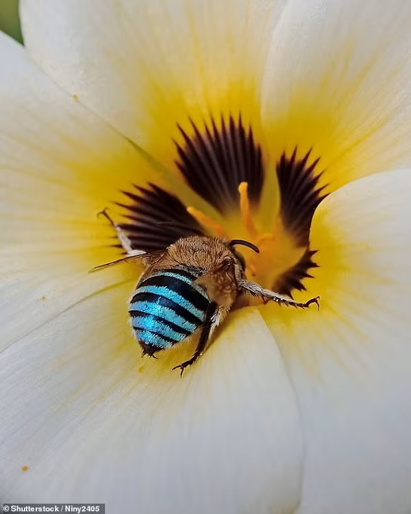 Những con ong có sọc màu xanh da trời xuất hiện ở nhiều khu vực tại Australia. Mặc dù có đốt trên lưng nhưng những con ong màu xanh da trời không phải là một loài ong hung dữ. Chúng bị thu hút bởi một số loài thực vật bản địa ở Australia như hoa cà chua.