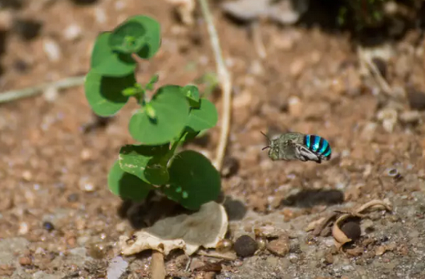 Chúng chỉ có một phạm vi kiếm ăn hạn chế khoảng 300 mét từ tổ của chúng, và con cái thực hiện ít nhất chín chuyến bay kiếm ăn mỗi ngày. Nhiều người Australia thừa nhận họ thậm chí chưa bao giờ nghe nói về loài ong này.