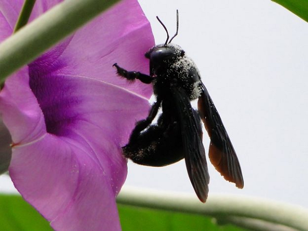 Ong bầu là loại ong có nọc độc khá nhẹ, loài ong này không còn quá xa lạ đối với người Việt Nam. Chúng là loại ong yếu nhất trong số các loại ong độc. Ong bầu khi di chuyển thường để lại tiếng ồn. Khi tấn công đối phương, ngòi độc của chúng sẽ cắm vào người bị đốt, và nếu không kịp rút ngòi độc ra thì chúng sẽ chết ngay lập tức.