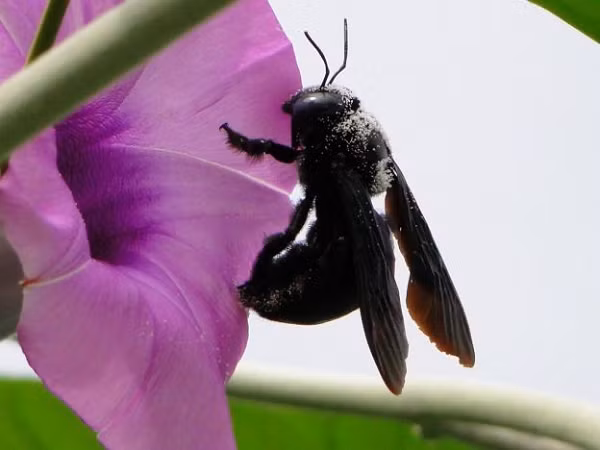 Ong bầu là loại ong có nọc độc khá nhẹ, loài ong này không còn quá xa lạ đối với người Việt Nam. Chúng là loại ong yếu nhất trong số các loại ong độc. Ong bầu khi di chuyển thường để lại tiếng ồn. Khi tấn công đối phương, ngòi độc của chúng sẽ cắm vào người bị đốt, và nếu không kịp rút ngòi độc ra thì chúng sẽ chết ngay lập tức.