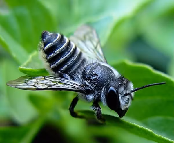 Ong ruồi là loại ong mật khá phổ biến ở Việt Nam, chúng thường xuất hiện ở tỉnh vùng nói như: Sơn La, Lạng Sơn, Cao Bằng, Bắc Giang….Ong ruồi khá nhỏ, kích thước của chúng tính bằng mm. Hàm lượng mật của ong ruồi góp phần đem lại giá trị kinh tế cho các vùng cao.