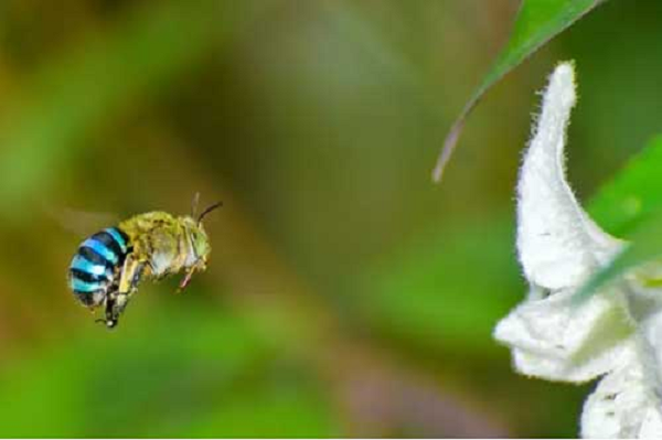 Loài ong này không sản xuất mật ong nhưng vẫn giúp ích cho quá trình thụ phấn cho hoa nhờ đến việc thực hiện một kiểu thụ phấn đặc biệt gọi là 'thụ phấn buzz'.