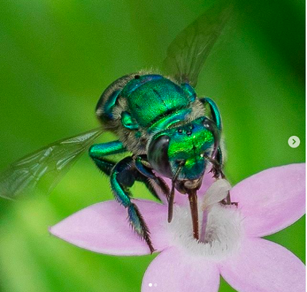 Trước đó cũng đã có rất nhiều loài ong kỳ lạ được phát hiện. Loài Ong Phong Lan nhìn giống như một món đồ trang sức bởi chúng không chỉ ít lông hơn hẳn so với các loài côn trùng khác trên Trái đất mà còn có vẻ ngoài lấp lánh của màu xanh lá, xanh dương và vàng kim.