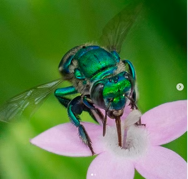 Trước đó cũng đã có rất nhiều loài ong kỳ lạ được phát hiện. Loài Ong Phong Lan nhìn giống như một món đồ trang sức bởi chúng không chỉ ít lông hơn hẳn so với các loài côn trùng khác trên Trái đất mà còn có vẻ ngoài lấp lánh của màu xanh lá, xanh dương và vàng kim.