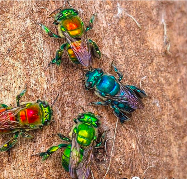 Ong Phong Lan có khoảng 200 loài khác nhau và tất cả đều sống ở châu Mỹ, chủ yếu là từ phía Bắc Mexico đến Đông Nam Brazil, chỉ có một số ít tìm thấy ở Florida (Mỹ) gần đây.