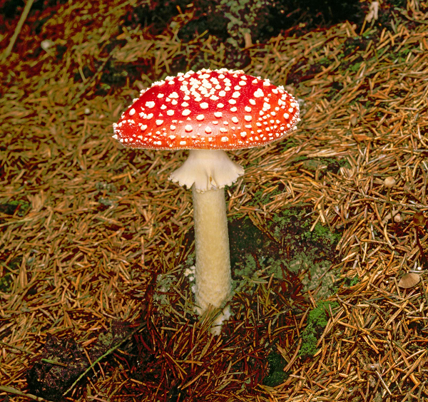  Nấm tán bay (Fly Agaric), tên khoa học Amanita muscaria, có vẻ ngoài giống những cây nấm trong truyện cổ tích, với mũ nấm màu đỏ, đốm trắng. Người và các loài động vật vô tình ăn phải loại nấm này sẽ bị trúng độc và có thể tử vong.