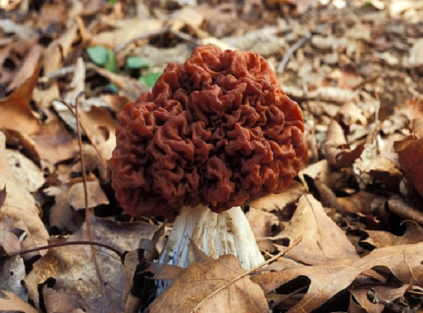 Nấm False Morel, tên khoa học Gyromitra esculenta, có hình dáng giống não người. Đây là một trong những món ăn khá phổ biến ở bán đảo Scandinavia và vùng Đông Âu. Nấm False Morel khá đặc biệt. Nếu ăn sống nó, bạn sẽ tử vong. Nhưng nếu được nấu chín đúng cách, loại nấm này có hương vị vô cùng tuyệt vời.