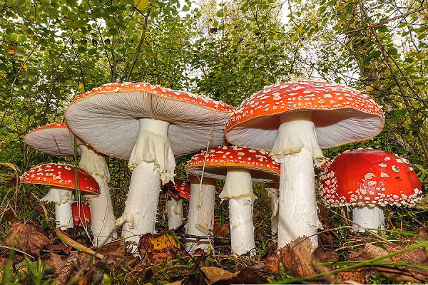 Hàm lượng độc đố của chúng cũng khá là mạnh, nếu ai đó vô tình ăn phải sẽ dẫn tới nguy cơ tử vong cao. Loại độc mà Nấm Tán Bay sở hữu chính là muscimol và ibotenic acid. Tác động của 2 loại độc này chủ yếu sẽ nhắm vào hệ thần kinh trung ương và gây nên các trạng thái kích ứng, ảo giác, choáng váng, nôn mửa hoặc gây buồn ngủ.