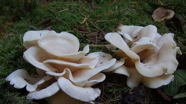Nấm Đôi Cánh Thiên Thần hay Angel Wing Mushroom có tên khoa học là Pleurocybella Porrigens. Chúng có nguồn gốc bắt nguồn ở phía Bắc Bán Cầu. Từng có thời gian nấm đôi cánh thiên thần được xem là thực phẩm, nhưng điều này đã thay đổi vào năm 2004, khi gần 60 người Nhật Bản bị ngộ độc vì ăn chúng, trong đó 17 người đã chết trong vòng 6 tuần sau đó.