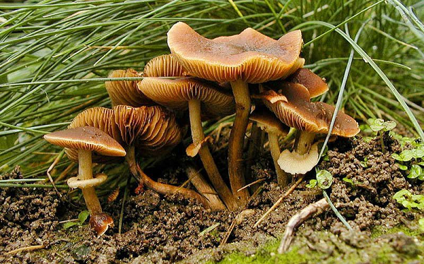 Nấm Conocybe Filaris thường mọc trên các bãi cỏ và có nguồn gốc ở khu vực Thái Bình Dương, phía Tây Bắc nước Mỹ. Loại nấm này chứa độc tố amatoxin đặc biệt nguy hiểm, nếu ăn phải sẽ bị tổn thương gan nghiêm trọng và không thể chữa trị.