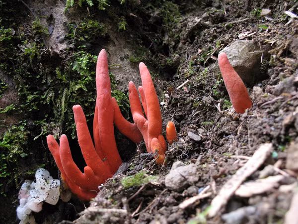 Nấm Podostroma Cornu-damae hay còn được gọi la Nấm Bàn Tay vì hình dáng của loại nấm này giống bàn tay con người. Độc tố chính trong loại nấm này là trichothecene mycotoxin, hợp chất gây ra những triệu chứng khó chịu và có thể dẫn đến tử vong sau vài ngày. Chất độc ảnh hưởng đến tất cả các bộ phận trong cơ thể nhưng chủ yếu là gan, thận, não, làm suy giảm tế bào máu, khiến nạn nhân bị lột da mặt, rụng tóc giống như bị nhiễm độc phóng xạ hoặc bệnh bạch cầu.