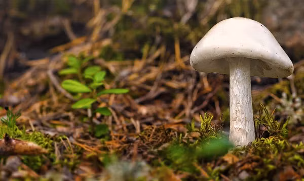 Nấm thiên thần hủy diệt (Destroying Angels) là loại nấm cực độc có khả năng phá hủy hoàn toàn cơ thể người với độc tố amatoxin. Các triệu chứng ban đầu sau khi ăn phải nấm bao gồm: chuột rút, mê sảng, co giật, nôn mửa và tiêu chảy. Độc tố amatoxin gây ra những thương tổn vĩnh viễn cho thận và mô gan. Biện pháp duy nhất để cứu người bị trúng độc là ghép gan.