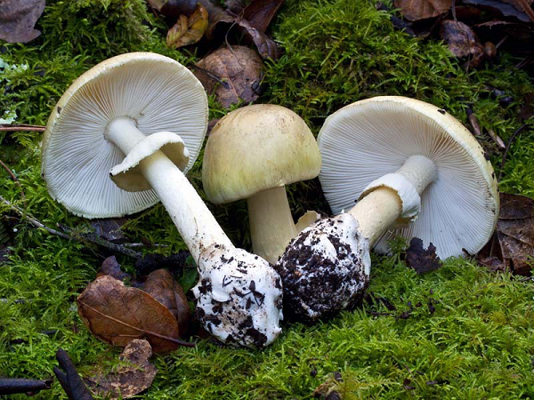 Nấm mũ tử thần (Death Cap), tên khoa học Amanita phalloides, thủ phạm trong phần lớn các trường hợp tử vong do ăn nấm tình cờ hoặc đầu độc có chủ đích. Loại nấm này có liên quan đến cái chết của hoàng đế La Mã Claudius, một giáo hoàng và sa hoàng Nga. Nấm mũ tử thần có nguồn gốc ở châu Âu, thường mọc bên dưới những cây sồi trong rừng. Nó trông giống nhiều loài nấm ăn được, gây ra nhầm lẫn.