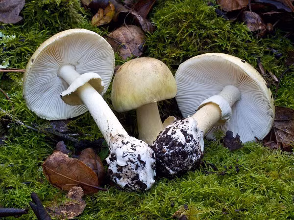 Nấm mũ tử thần (Death Cap), tên khoa học Amanita phalloides, thủ phạm trong phần lớn các trường hợp tử vong do ăn nấm tình cờ hoặc đầu độc có chủ đích. Loại nấm này có liên quan đến cái chết của hoàng đế La Mã Claudius, một giáo hoàng và sa hoàng Nga. Nấm mũ tử thần có nguồn gốc ở châu Âu, thường mọc bên dưới những cây sồi trong rừng. Nó trông giống nhiều loài nấm ăn được, gây ra nhầm lẫn.