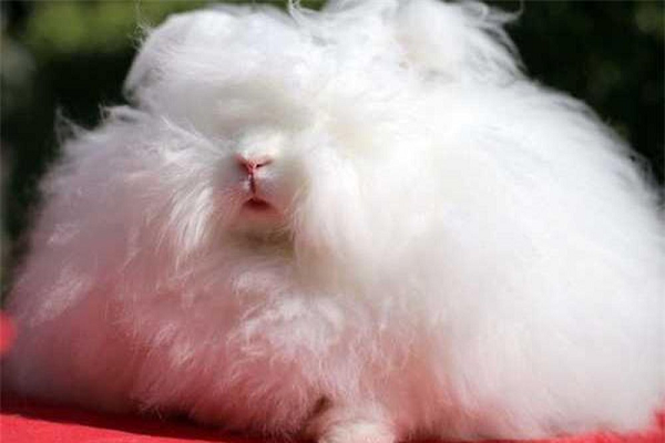 Franchesca đã được Guinness công nhận là chú thỏ có bộ lông dài nhất thế giới với kích thước 14,37 inch (36,5 cm).