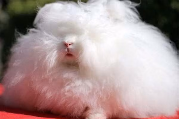 Franchesca đã được Guinness công nhận là chú thỏ có bộ lông dài nhất thế giới với kích thước 14,37 inch (36,5 cm).