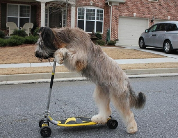 Cún Norman với thành tích đi xe đạp và xe scooter trên quãng đường dài nhất trong thế giới loài chó - 30 mét.