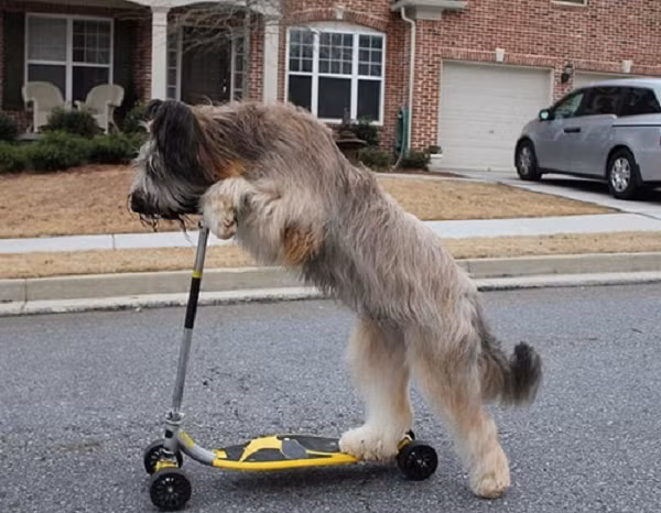 Cún Norman với thành tích đi xe đạp và xe scooter trên quãng đường dài nhất trong thế giới loài chó - 30 mét.