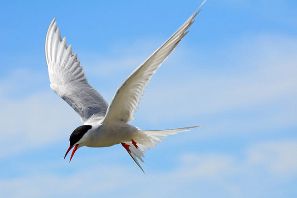 Chim Nhàn Bắc Cực (Arctic tern) hiện đang nắm giữ kỷ lục về quãng đường di cư tránh rét dài nhất thế giới. Chúng thường bay về phía bắc Vòng Bắc Cực (Arctic Circle) để đẻ trứng, rồi phi xuống Châu Nam Cực để tránh rét khi mùa đông về, cuối cùng là lại quay về với Bắc Cực. Tổng quãng đường rơi vào khoảng 50.000 dặm.