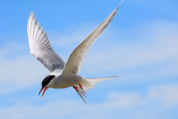 Chim Nhàn Bắc Cực (Arctic tern) hiện đang nắm giữ kỷ lục về quãng đường di cư tránh rét dài nhất thế giới. Chúng thường bay về phía bắc Vòng Bắc Cực (Arctic Circle) để đẻ trứng, rồi phi xuống Châu Nam Cực để tránh rét khi mùa đông về, cuối cùng là lại quay về với Bắc Cực. Tổng quãng đường rơi vào khoảng 50.000 dặm.