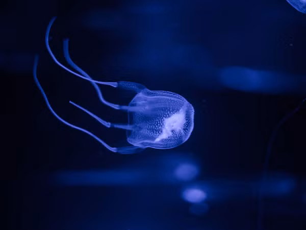 Sứa hộp là loài động vật độc nhất thế giới. Nọc độc của nó có thể gây chết người bởi nó nhắm thẳng vào tim, hệ thần kinh và tế bào da.