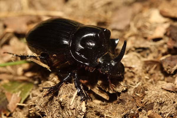 Bọ hung là loài động vật khỏe nhất thế giới nếu xét theo tỉ lệ khối lượng vật mang theo/khối lượng cơ thể. Bọ hung có thể nâng được vật nặng gấp 1.141 lần cơ thể của chính nó.