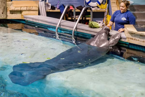 Snooty, chú lợn biển trong khu bảo tồn có tuổi thọ cao nhất thế giới lên đến 69 tuổi.