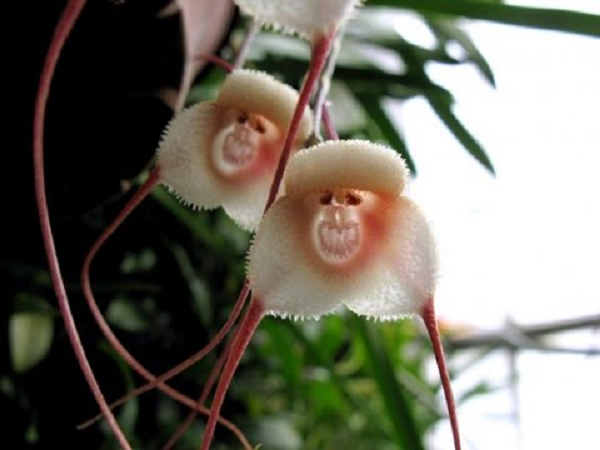 Tên khoa học của loài hoa này là ‘Dracula simia “, được đặt tên bởi nhà thực vật học Luer vào năm 1978. Cái tên chỉ ra hai đặc điểm khác nhau của chúng. Phần đầu tiên ‘Dracula’ là những sợi dài của hoa. Đó là bởi những sợi hoa này trông như những chiếc răng nanh của Dracula. Phần thứ hai tên ‘simia’ chỉ phần mặt khỉ của bông hoa.