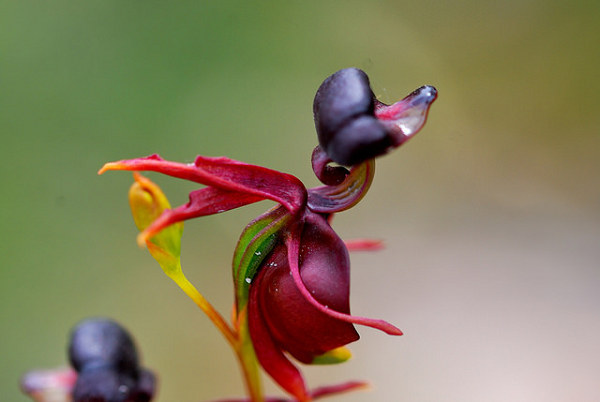 Những bông lan vịt bay có màu sắc pha trộn giữa sắc nâu chuyển sang tím. Các đài hoa và cánh hoa tuy vậy lại chỉ có chiều dài vỏn vẹn 1,5 cm. Hình dáng như những chú vịt bay cũng là yếu tố giúp loài hoa đáng yêu này thu hút côn trùng đến thụ phấn.