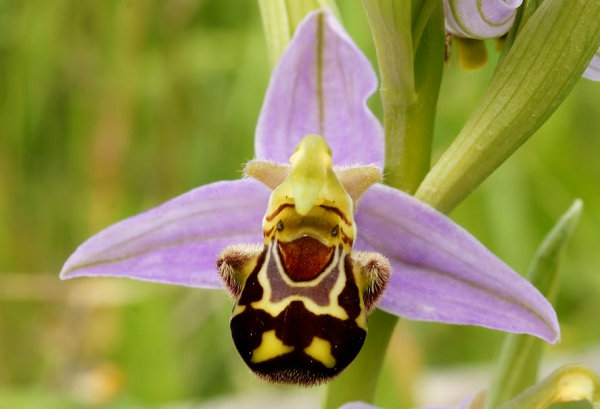 Hoa lan Laughing Bumblebee có tên khoa học là Ophrys bombyliflora, hoa mọc ở quần đảo Canary, Thổ Nhĩ Kỳ và Lebanon. Những đài hoa lớn, cánh hoa nhỏ màu đồng và phần viền hoa màu nâu trông khác biệt một cách hấp dẫn, giống một cô nàng ong. Bằng cách này những bông hoa kì lạ hoạt động như những bông hoa cái.
