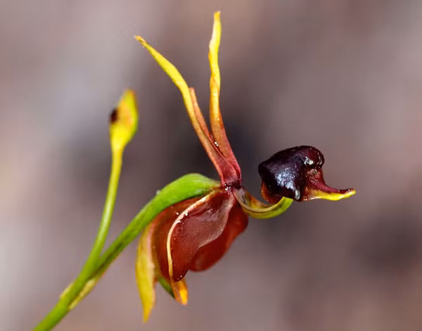 Hoa lan vịt bay (hay Celena major) được đặt tên như vậy bởi mỗi bông hoa có hình dáng như một chú vịt con đang bay. Loài thực vật có hoa đặc biệt này chỉ sinh trưởng ở miền Nam và Đông Úc.