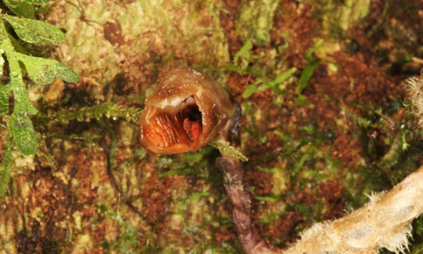 Các nhà khoa học cho biết loài hoa lan này nằm thấp dưới đất, sâu trong bóng râm của một khu rừng ẩm ướt, và chỉ chồi lên để ra hoa. Mặc dù vẻ ngoài xấu xí, nó có "mùi hương giống như hoa hồng". Chúng được tìm thấy trong một công viên quốc gia ở Madagascar, và những bông hoa chỉ 11 mm của chúng có màu nâu, nhìn như miếng thịt phân hủy.