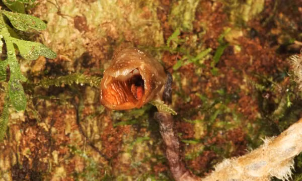 Các nhà khoa học cho biết loài hoa lan này nằm thấp dưới đất, sâu trong bóng râm của một khu rừng ẩm ướt, và chỉ chồi lên để ra hoa. Mặc dù vẻ ngoài xấu xí, nó có "mùi hương giống như hoa hồng". Chúng được tìm thấy trong một công viên quốc gia ở Madagascar, và những bông hoa chỉ 11 mm của chúng có màu nâu, nhìn như miếng thịt phân hủy.