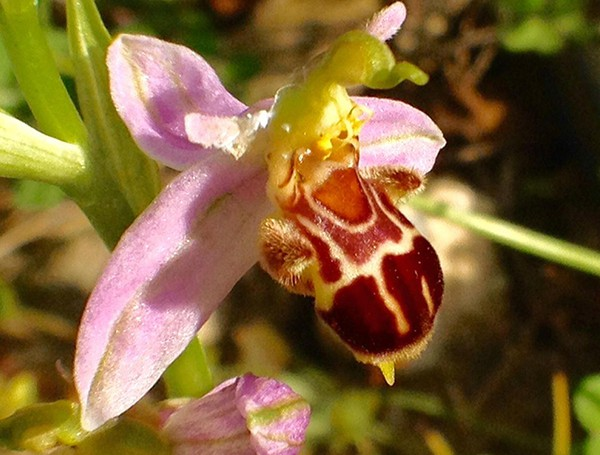 Các loài côn trùng thụ phấn ví dụ như những con ong đực thường bị cuốn hút bởi vẻ ngoài giả mạo này. Sau khi tiếp xúc với hoa, các hạt phấn hoa dính vào cơ thể côn trùng. Phấn hoa này lại được chuyển đến một cây lan Laughing Bumblebee khác khi côn trùng thụ phấn tiếp xúc với cây đó, và quá trình thụ phấn diễn ra.