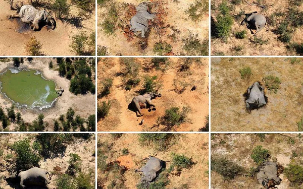 Vùng đất hoang dã rộng lớn của Vườn quốc gia Botswana vốn được coi là nơi sinh sống lý tưởng của đàn voi. Hiện đây là nơi sinh sống của 1/3 số voi ở Châu Phi.