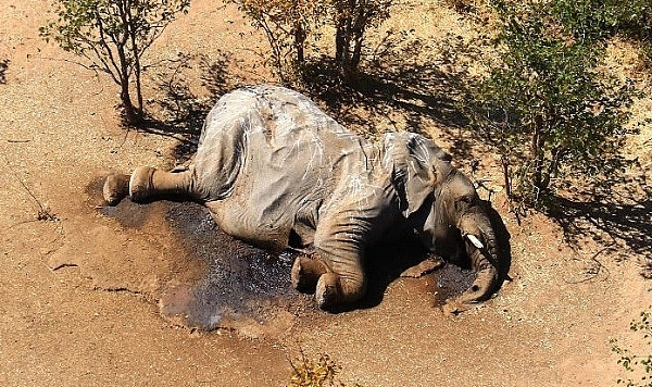 Số liệu điều tra về cái chết của voi cho thấy 70% số voi chết là ở gần các hố nước nơi vi khuẩn lam phát triển. Các nhà khoa học cũng đã phát hiện ra chất độc của tảo gây ngộ độc thần kinh trong các mẫu xác voi này. Các nhà nghiên cứu tin rằng voi có thể dễ bị nhiễm độc hơn các động vật khác vì chúng dành nhiều thời gian để tắm trong nước và uống nhiều nước hơn.