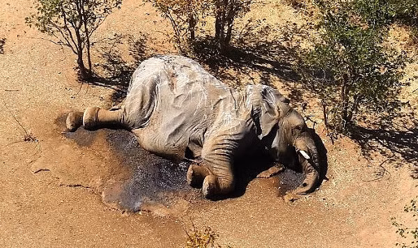 Số liệu điều tra về cái chết của voi cho thấy 70% số voi chết là ở gần các hố nước nơi vi khuẩn lam phát triển. Các nhà khoa học cũng đã phát hiện ra chất độc của tảo gây ngộ độc thần kinh trong các mẫu xác voi này. Các nhà nghiên cứu tin rằng voi có thể dễ bị nhiễm độc hơn các động vật khác vì chúng dành nhiều thời gian để tắm trong nước và uống nhiều nước hơn.