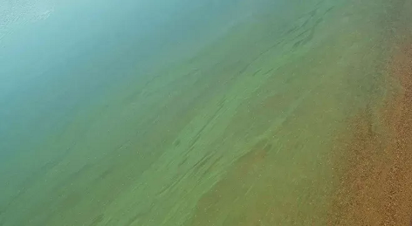 Các dấu hiệu này cho thấy nhiều khả năng những con voi đang mắc các triệu chứng rối loạn thần kinh. Sau khi điều tra, các quan chức Botswana thông báo độc tố trong nước bị Cyanobacteria (vi khuẩn lam) tạo ra đã giết chết hơn 300 con voi.