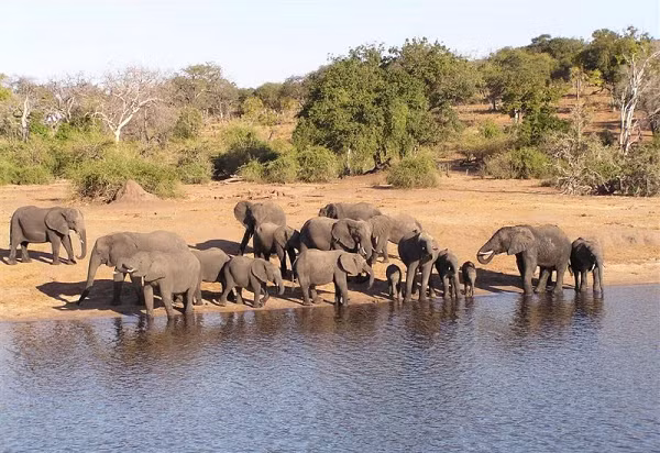 Một nghiên cứu tổng quan được công bố trên Toxicon cho thấy một số vi khuẩn lam có thể tạo ra độc tố thần kinh như BMAA (β-N-methylamino-L-alanine), Anabaena a và Saxitoxin. Những độc tố này thường tác động lên dây thần kinh, dẫn đến tổn thương hệ thần kinh không thể phục hồi.