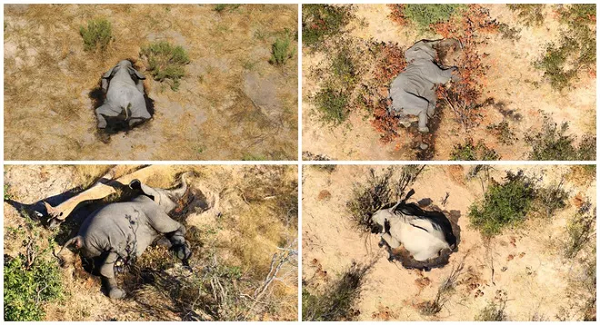 Những con voi chết ở nhiều giai đoạn phát triển, độ tuổi khác nhau, địa điểm chết của chúng nằm gần một ngôi làng ở rìa phía bắc của đồng bằng Okavango. Hầu hết các xác chết voi đều nằm gần nguồn nước.