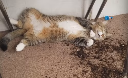 Chu di vang, meo o nha can trom can sa va cai ket dang-Hinh-2