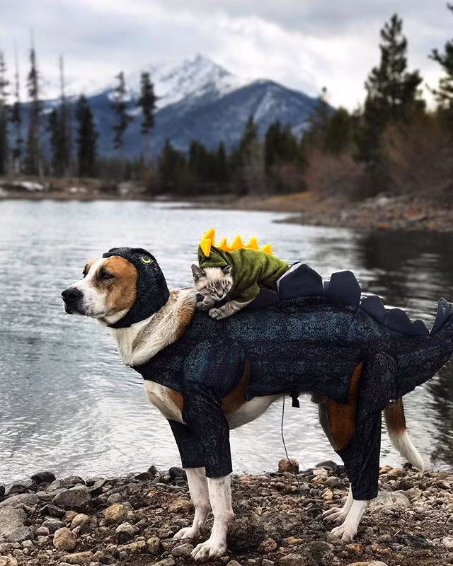 Đó cũng chính là lý do tại sao Bennett gọi Henry là "dê núi nhỏ". (Nguồn Bored Panda)