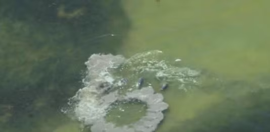 Hóa ra, đó chính là cách để những con cá heo bắt đầu bữa trưa của mình. Sở dĩ cá heo quẫy đuôi khiến đáy biển vẩn đục là để dọa nạt những con cá nhỏ.