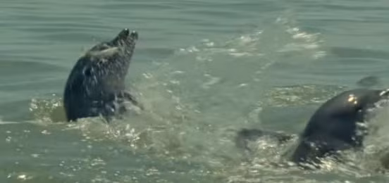 Vì sợ hãi, những con cá nhỏ sẽ bơi tán loạn, gặp vùng nước đục, những con cá nhỏ không thể xác định vị trí của kẻ săn mồi. Vì mất phương hướng, những con cá nhỏ không dám hành động thiếu suy nghĩ, chỉ có thể nhảy lên trên mặt nước để quan sát tình hình.