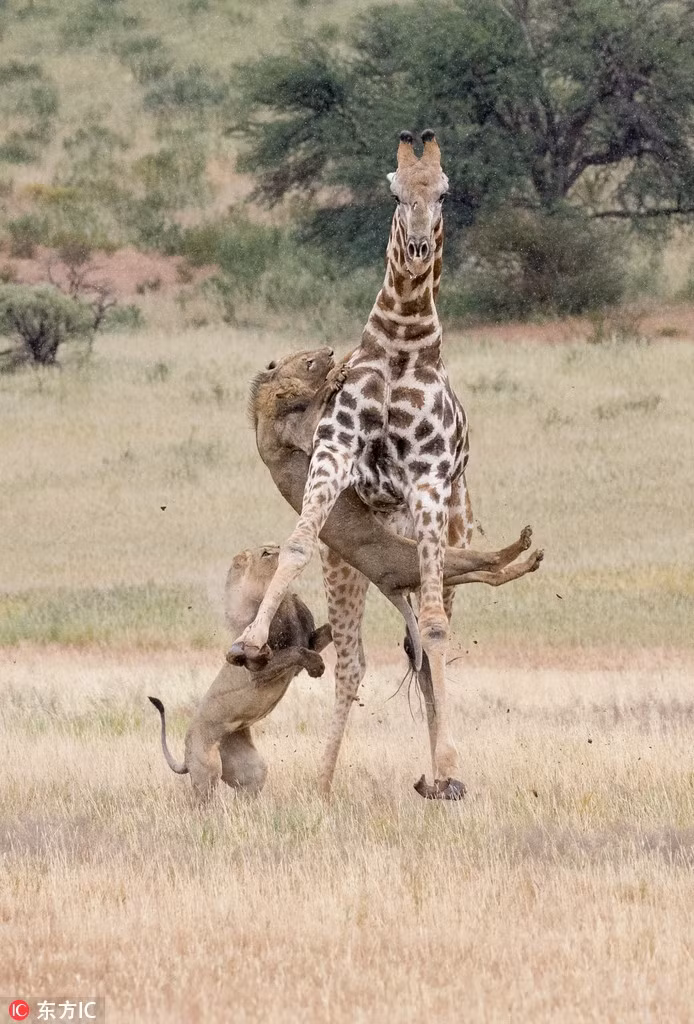 Theo quan sát của nhiếp ảnh gia, cả hai con sư tử đực đã phải vận dụng tất cả những kỹ năng săn mồi của mình, để có thể hạ gục hươu cao cổ lớn hơn chúng gấp nhiều lần. Thậm chí, những con sư tử đực còn phải mạo hiểm mạng sống khi chúng bị những móng guốc của hươu cao cổ dẫm lên. (Nguồn Sina)