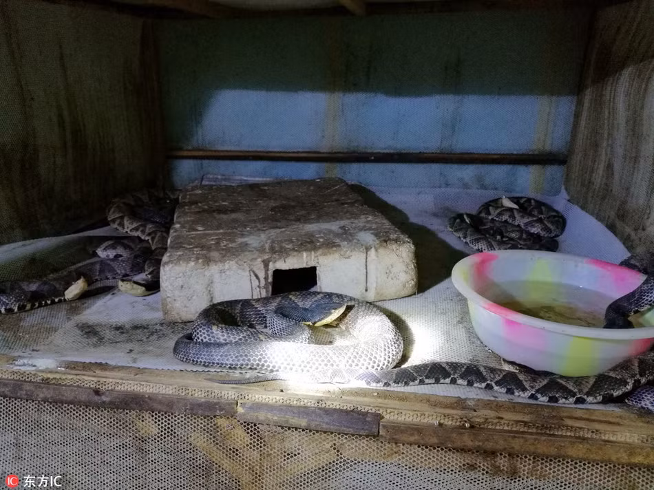 Theo thông tin đăng tải, ở trấn Hồng Cách, huyện Diêm Biên, thị Phàn Chi Hoa, tỉnh Tứ Xuyên, cô gái trẻ này được biết đến với biệt danh rất kêu là "Nữ hoàng rắn". Mỗi ngày, cô đều cùng hàng chục ngàn con rắn độc tiếp xúc thân mật. (Nguồn Sina)